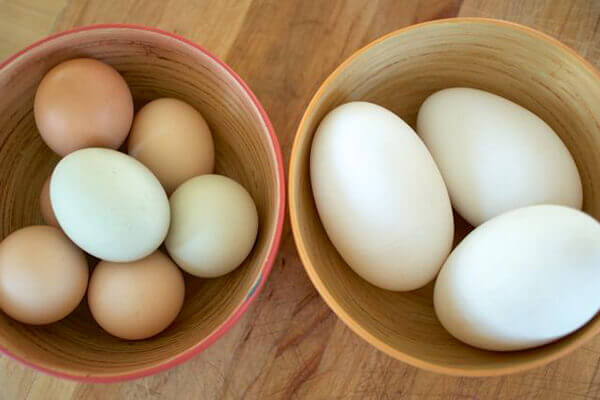 Trứng ngỗng có thành phần dinh dưỡng thấp hơn so với trứng gà