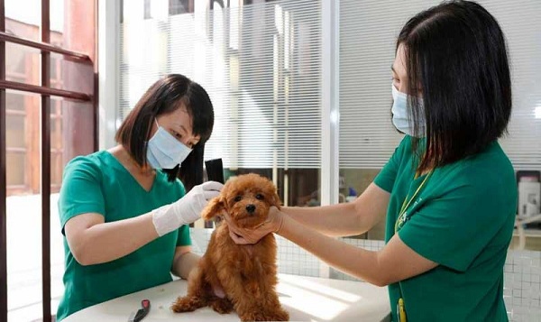 Hình ảnh tại bệnh viện Petcare An Việt