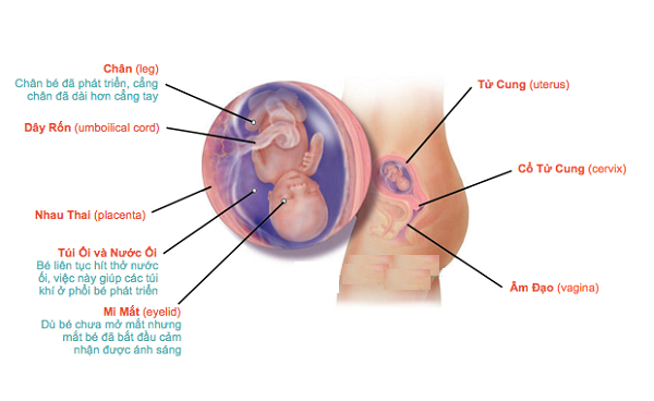  Sự phát triển của thai nhi 3 tháng giữa là giai đoạn phát triển ổn định nhất